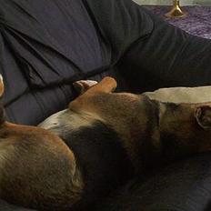 Blanding af racer Freja