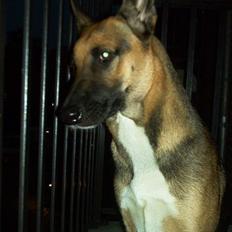 Blanding af racer Freja