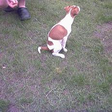 Dansk svensk gaardhund Hans ove