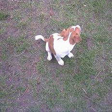 Dansk svensk gaardhund Hans ove