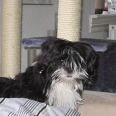 Lhasa apso Chilli