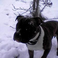 Amerikansk staffordshire terrier Challenger/ "Kenzo"
