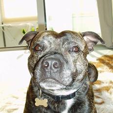 Staffordshire bull terrier Tais 