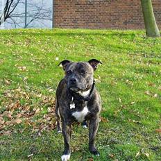 Staffordshire bull terrier Tais 