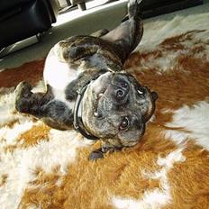 Staffordshire bull terrier Tais 