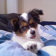 Papillon Maggi  * død d.24/2-09*