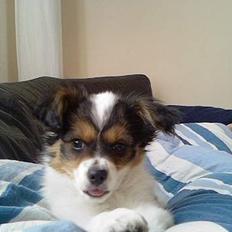 Papillon Maggi  * død d.24/2-09*