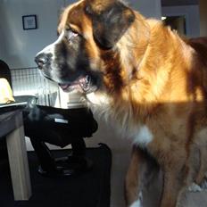 Newfoundlænder Bamse