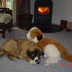 Newfoundlænder Bamse