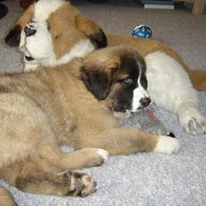 Newfoundlænder Bamse