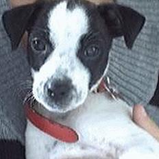 Dansk svensk gaardhund Mr.Basse Hansen