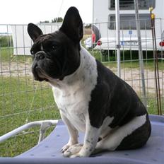 Fransk bulldog Zuzette du Nord *Carla*
