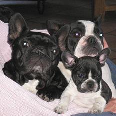 Fransk bulldog Zuzette du Nord *Carla*