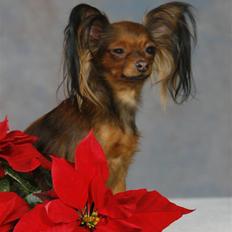 Russisk toy terrier Carskoe Zolotce Mazasis  