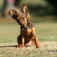 Russisk toy terrier Carskoe Zolotce Mazasis  