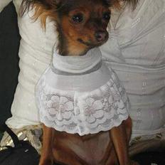 Russisk toy terrier Carskoe Zolotce Mazasis  