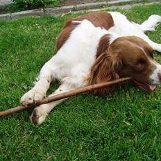 Engelsk springer spaniel Luie