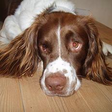 Engelsk springer spaniel Luie