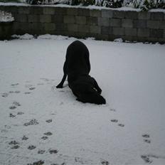 Labrador retriever *Oscar- min vagthunden*