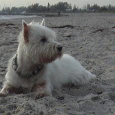 West highland white terrier Basse manden ;P