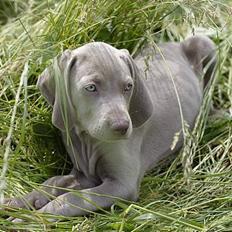 Weimaraner SØNDERSKOVENS D-KULD