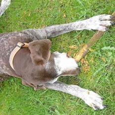 Blanding af racer Ticki