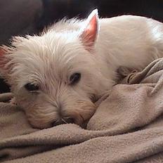 West highland white terrier Basse manden ;P