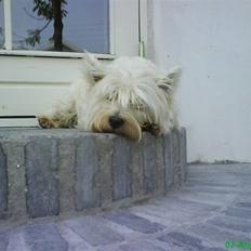 West highland white terrier Basse manden ;P