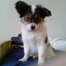 Papillon Maggi  * død d.24/2-09*