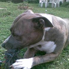Amerikansk staffordshire terrier tessa