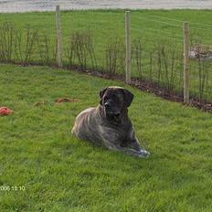 Mastiff Heavy (død)