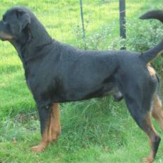 Rottweiler Max