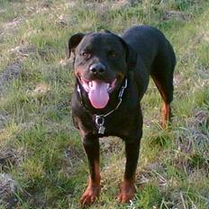 Rottweiler Max