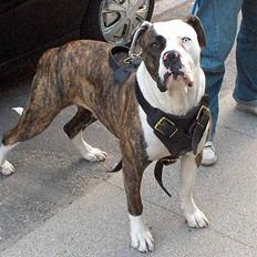 Amerikansk bulldog Østergaards Cielo