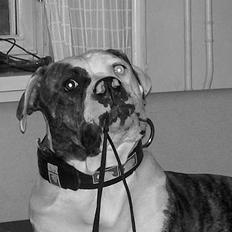 Amerikansk bulldog Østergaards Cielo