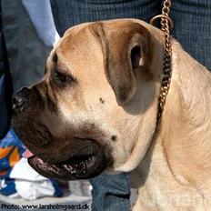 Bullmastiff Somogyvári Vitéz Ginger