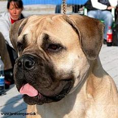 Bullmastiff Somogyvári Vitéz Ginger