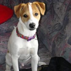 Blanding af racer Pjevs *død den 4 dec*