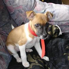 Blanding af racer Tulle