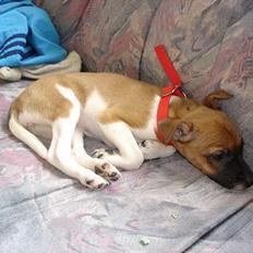 Blanding af racer Tulle