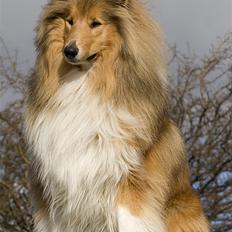 Collie langhåret Gimli