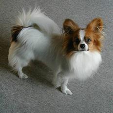 Papillon Gizmo R.I.P.