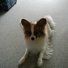 Papillon Gizmo R.I.P.