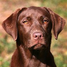 Labrador retriever Brown Hunts Bertha R.I.P.