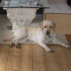 Labrador retriever sambo