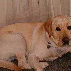 Labrador retriever sambo
