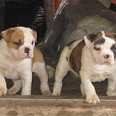 Olde english bulldogge chica