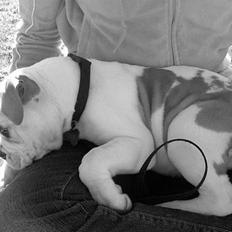 Olde english bulldogge chica