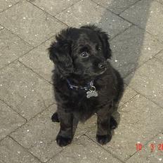 Blanding af racer Arnold