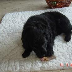 Blanding af racer Arnold